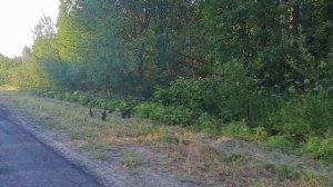 Мама с 8 утятами перебегали дорогу)