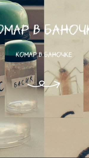 /ПОЙМАЛА КОМАРА/КОМАР В БАНОЧКЕ/