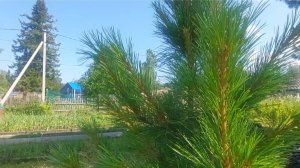 Кедр на участке.Кедры на Водоразделе .Сибирский кедр