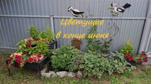 Цветущие в конце июня с названиями. Петунии, клематисы, розы.