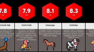 Сравнение_ Интеллект Животных - IQ