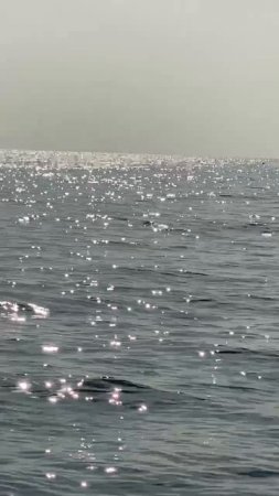 Афалины в Адлере.