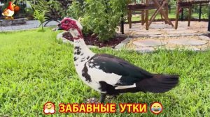 Забавные утки мускусные и пекинские на свободном выгуле ч.(121) ❣️🤗😂