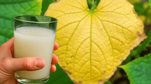 Огурцы желтеют? Всего один стакан этого раствора — и листья снова зелёные! 🥒