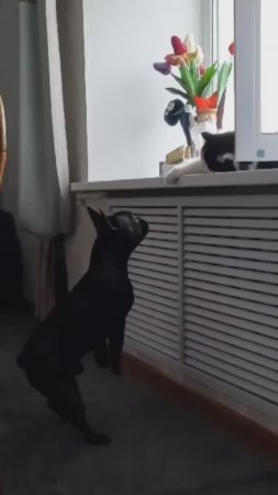 А почему мне на окошко нельзя?...