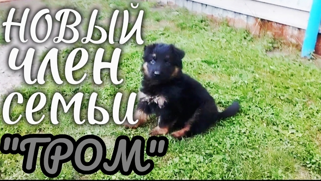 В доме появился щенок | Знакомство с новым другом #немецкаяовчарка