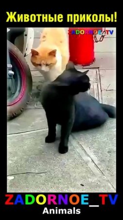 Животные приколы и не только