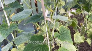 🥀🥒 ЕСЛИ ЛИСТЬЯ ОГУРЦОВ ЖЕЛТЕЮТ И ВЯНУТ, СРОЧНО СДЕЛАЙТЕ ЭТО 🥒🥀