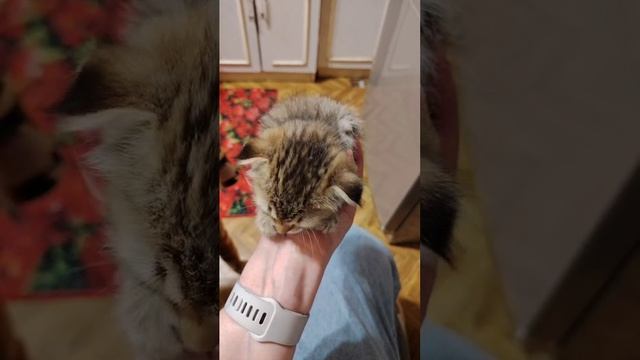 Коржик наш пока ещё в ладошку вмещается 🥰