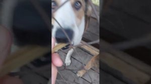 Уникальное видео, в нем вы увидите всех!!!! моих собак, кто не верил, что их 48!!! Вся банда!!!