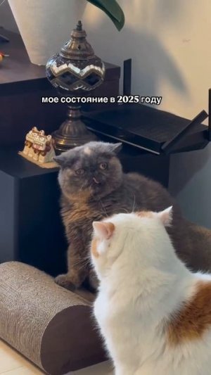 овощ