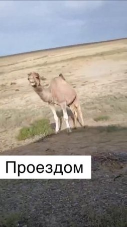 Проездом
