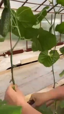 🥒 Когда выращиваете огурцы следуйте этим советам