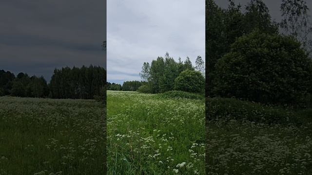 живописные места в Ярославской области России