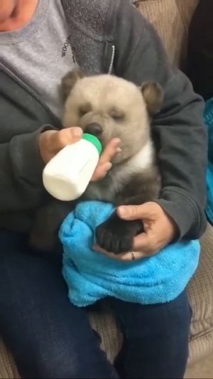 Медведок подкрепляется ❤️🐻😋🤩
