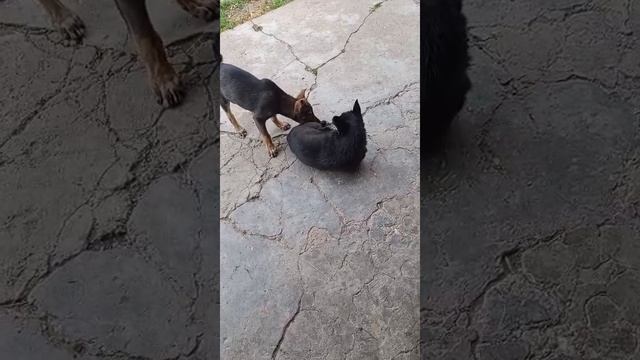 #сезонконтетаRUTUBE

А  скоро  закончится лето.Яи у Бакса будет первая в жизни снежная зима.