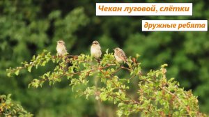 Слётки лугового чекана - дружные ребята. Голос лугового чекана. 03.07.2025