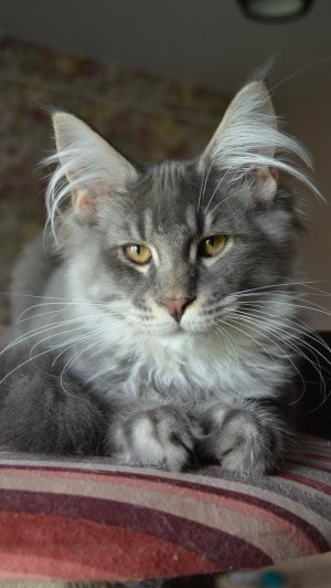 Котенок мейн-кун•монопородный питомник Beauty of Parnas
