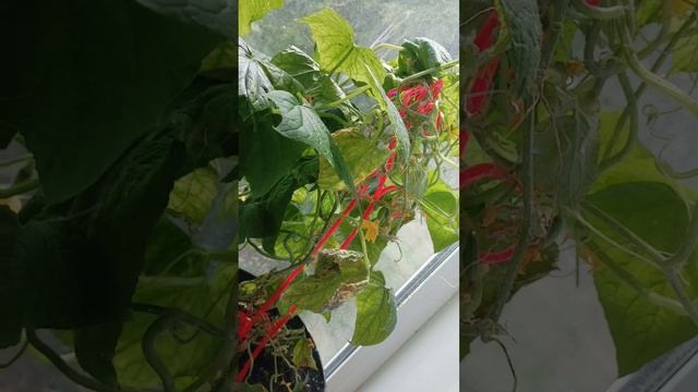 petal_20250704_134948.mp4
