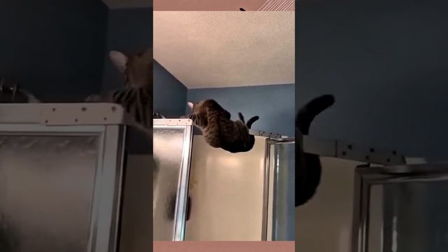 Животные приколы и не только