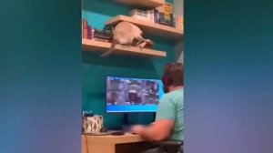 Смешные коты! Приколы с котами! С озвучкой!