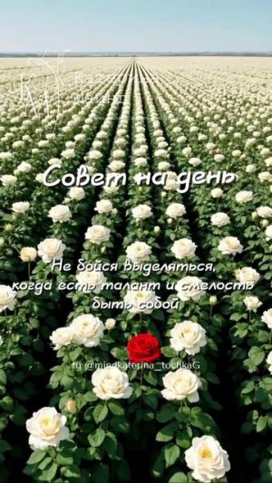 Совет на день