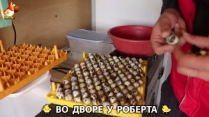 Содержание кур в домашних условиях и других птиц во дворе у Роберта 🐣🐤🦆🐔🪿🦃 (19)