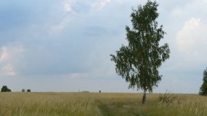 не бела то берёзонка