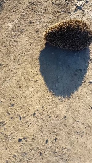 1000061489.mp4