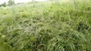 Поездка за грибами, ягодами д. Верхненазаргулово 29.06.2025
