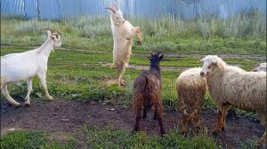 БИТВА ЖИВОТНЫХ - 🐑🐐- ЛИШЬ ОДИН ПОБЕДИТ