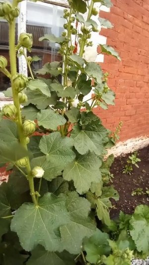 Махровая мальва.