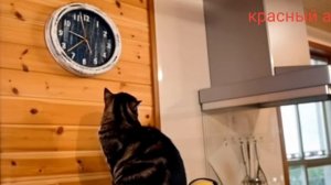 Известный мем оживлен Кот смотрит на часы Пора