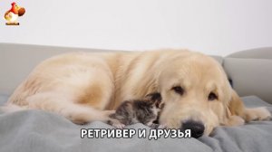 Золотистый ретривер и его друзья милые питомцы 🐕 выпуск (160)