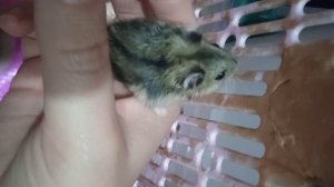 Джунгарский хомяк малыш