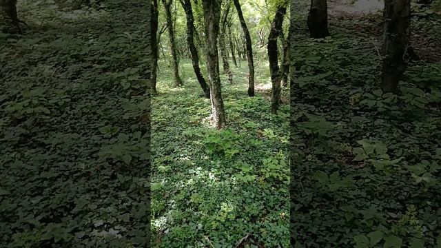 Начало путешествия по горе Медведь. Терринкур тропа здоровья на берегу Чёрного моря