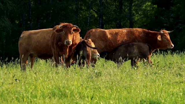 МУЛЬТИКИ ДЛЯ ДЕТИШЕК ПОДПИСЫВАЙТЕСЬ ПОЖАЛУЙСТА ПОДДЕРЖИТЕ ПОЖАЛУЙСТА