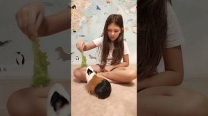 дрессировка морской свинки часть 2