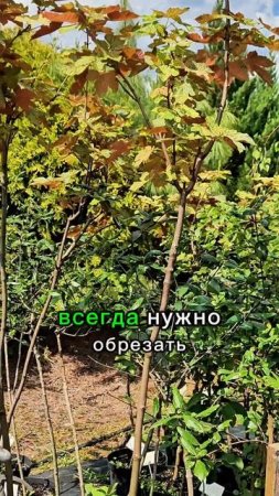 Декоративный клён
