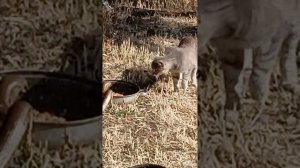 Желтопузик приходит к нам поесть)