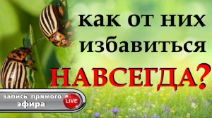 Как избавиться от Колорадского жука без химии