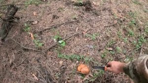 Летние грибы, это редкость! Необыкновенная красота и запахи леса!!!