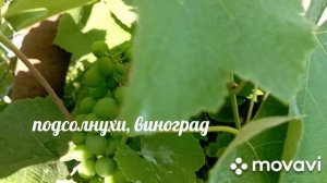 день  дачника...,про дыни, виноград, подсолнухи, помидоры, огурцы, перец...