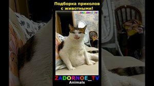 Животные приколы и не только