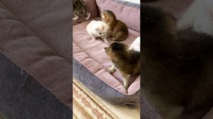 Котятам кошки Кайли 20 дней.