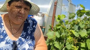 как я ухаживаю за виноградом.