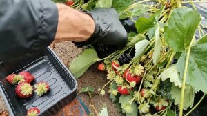 Клубника Априка - урожайность с куста на моём участке.