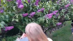 Прогулка у Казанского собора - сирень ...