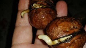 КАК САМОМУ ВЫРАСТИТЬ ГРЕЦКИЕ ОРЕХИ ИЗ СЕМЯН. Самый дешевый способ