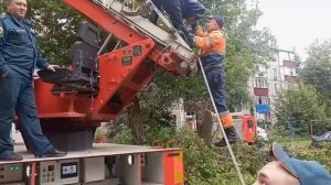 Липецкие спасатели спасли котика, который забрался на макушку дерева и не смог слезть
